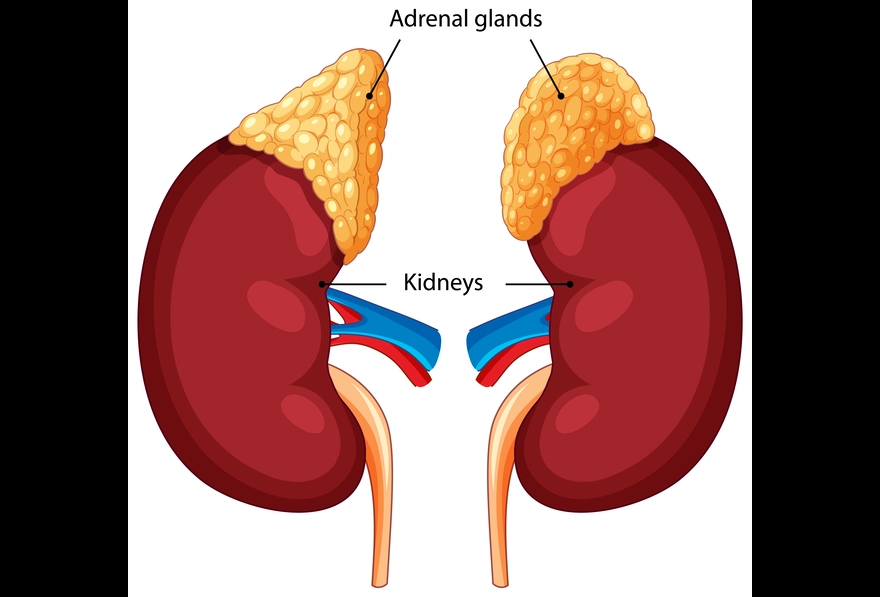 Adrenal gland / medulla